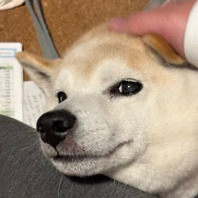 RTanakaHiroaki's profile picture. ボードゲーム、あと映像制作。写真は飼い犬の柴。