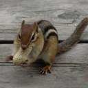 Carol Roche - @princessmabel - Twitter