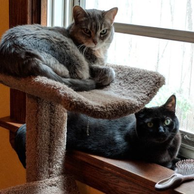 katielyn4's profile picture. Not all who wander are lost. 🎈 Creating books/boxes📚.  Coffee, Cats, Music, Art & Sports lover. 🌊🌊🌊🌊🌊