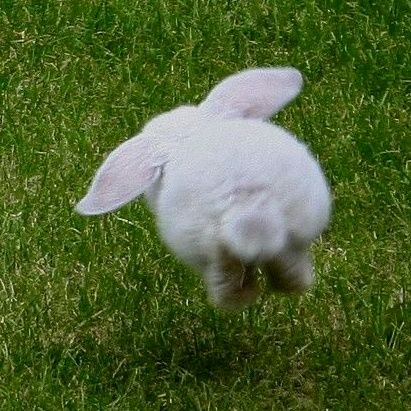 dreamybunn1es's profile picture. World has bunnies