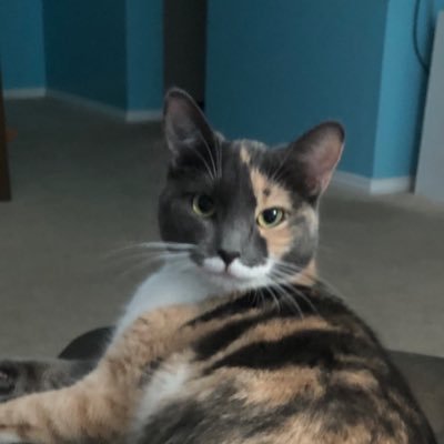 knella's profile picture. Vegas Golden Knights super-fan and mom to Kristina, diva-kitty extraordinaire!