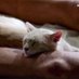 Η γάτα του Δον Σεβαστόνε (@sofiadacatt) Twitter profile photo