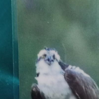 KathyDa34027756's profile picture. Kindness Rules Anti bully ♥️Animals especially🐱 and 🦜🐦🦩 Animals are better than people Free Spirit  ♥️⛈️🌌🐓🐇🐴🦆🐁🐿️🐒🦌🐘🦢