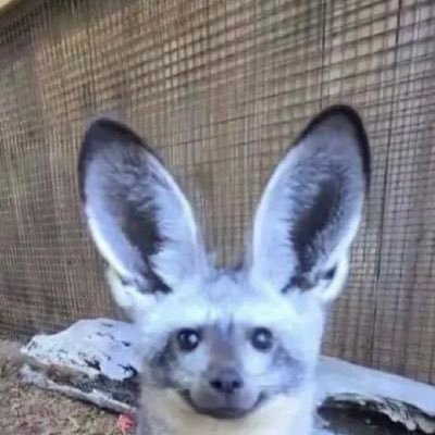 deftoone's profile picture.