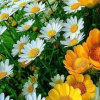 الاغا (@ndhyragha) 's Twitter Profile