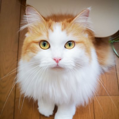 うい🐈サイベリアン♀5歳（2018/08/27）ペットショップの売れ残りだったツンデレ姫🐱 猫好きさんをフォローします♡お返事はたまに💬夫婦と1匹🐾 #猫アレルギーだけど猫飼ってます🔸お仕事や掲載依頼はDMください✉️ 気分で更新するサブ垢▶︎@ui_channel0827 （凍結したときはこちら）