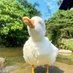 Daily Ducks (@DailyDuckz) Twitter profile photo