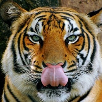 Yusrimau's profile picture. ユスリザン モハメド ®