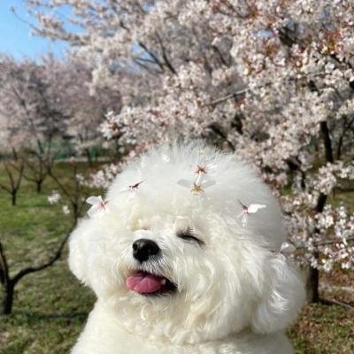 Ichigohimei's profile picture. If you don't pay attention, I will smash your window at night