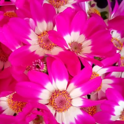 81rmHiD2psdWyra's profile picture. DMしません🐕🐱感謝　思いやり　明朗　尊敬　忍耐　許容　期待しない　批判しない　拘らない　騙されない　💜🧬💖🌹🥰愛こそ全て　和多志はやっぱりついている　　自分自神に従う　直感重視　好きなことをする　人に親切にする　人生を愉しむ　そしじ　彌栄　やっぱり和多志はついている　黄金時代創造する ＤＭ❌対応不可