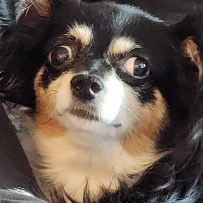 firelink784's profile picture. 