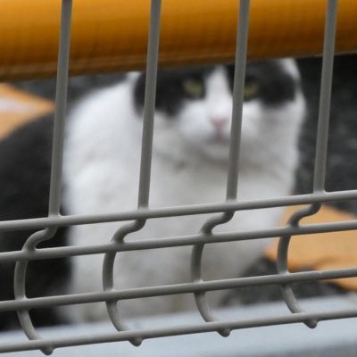 UE5の開発がメイン/M5stack/たまに配信屋/RICOH GR3iiix/Sony α7c2📷/OBSプラグイン開発/韓国語勉強中📚