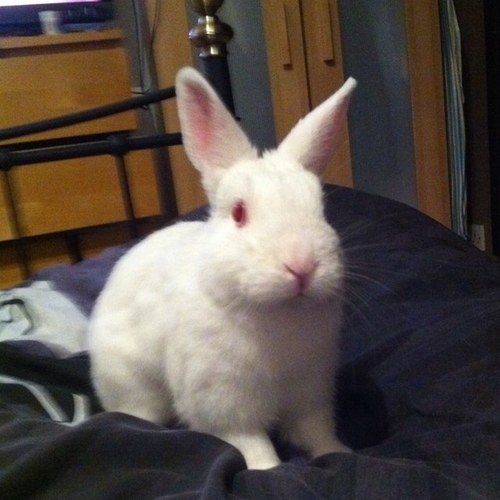 BroccoliBunny's profile picture. I'm a highly intelligent rabbit who is going to take over the world one hop at a time