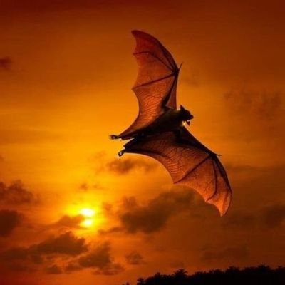 selvabala0's profile picture.