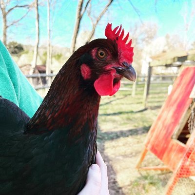 Just a regular family raising chickens in our backyard farm. All things animals and some kid-raising shenanigans.