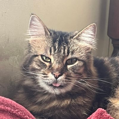 Prattbard's profile picture. too old for this crap again!