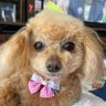 Kmf110726's profile picture. パチンコ配信、動画見るのが好きです。鍵つき、無言フォローはご遠慮下さい。フォローの際は一言下さい。日直島田さん、じゃんくん推し、れんくん、よしきさん、いそまるさん、スロパチステーション箱推し、助六さん、ノッチさん応援中 島田さんの一番弟子のあかりくん応援中 シンガーソングライター、岸洋佑くん急上昇🧡ライブが最高！