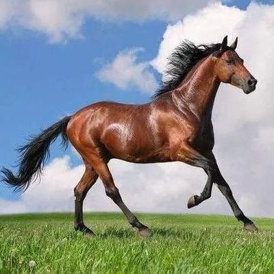 Dixingxian's profile picture. to walk as quickly as flying