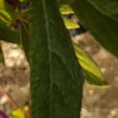 dde06710's profile picture. ₍˄·͈༝·͈˄₎.｡oO(와사과삭의 시험 만점기원)ᗦ↞◃ 07