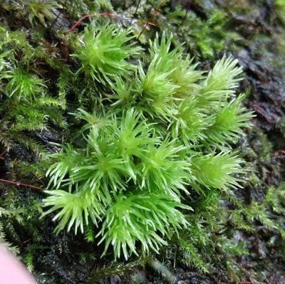高校3年生のコケ好き。テラリウムを作ったり、苔を観察しに行っています。
基本的にポストは自由に発信させていただいています。