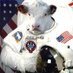 Cowmander in Chief (@spacecowbyte) Twitter profile photo Cowmander in Chief (@spacecowbyte) Twitter profile photo
