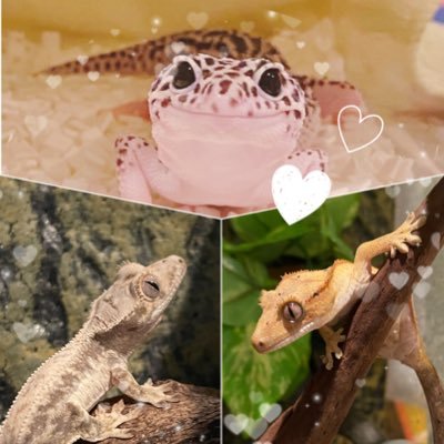mo_kage03's profile picture. 生き物なんでも好きです♡レオパ、2匹のクレス、ヒナタヨロイトカゲと暮らしてます🦎✨爬虫類垢さんと繋がりたいです(՞ . .՞)