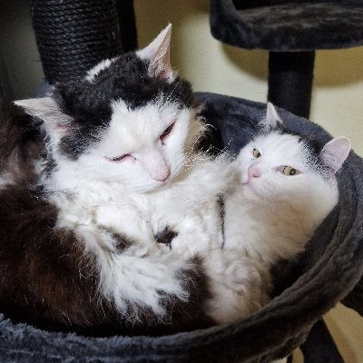 Selkirk Rex Mix
Extrem anhänglich 
Luna schwer Herzkrank (Pulmonalklappeninsuffizienz)

#adoptdontshop