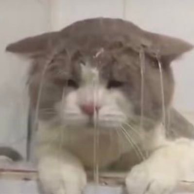 ⊹ 。 ゚◌ always your meow, LISA ⊹ 。 ◌ ꒰ เจนชูลิแชง ꒱