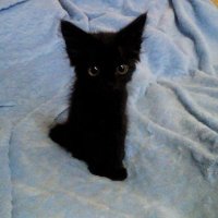 sonka (@sonkadev) 's Twitter Profile