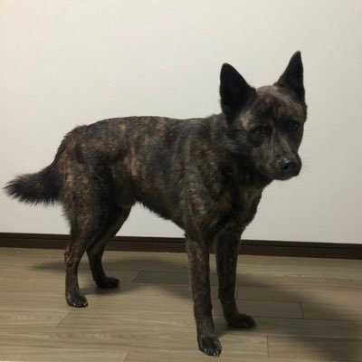 行方不明の甲斐犬オス3歳を探しています。静岡県湖西市で居なくなりましたが、湖西市鷲津や愛知県豊橋市二川での目撃情報がありました。見かけた方はご連絡ください。ずっと探しています。