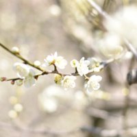 みぞれ煮 (@sc___miz) 's Twitter Profile