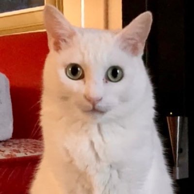 4646jin's profile picture. 名古屋で、白猫と暮らしています。👩 株主優待、ふるさと納税、食事、旅行✈️ 先物取引で、2千万溶かした経験あり👻😭株式投資才能なし 🤣1人ランチ 🏢 収益物件 🌺変わり者