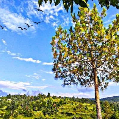 shardu_chandola's profile picture. #pahaadi
#uttrakhandi
#traveller
#HarHarMahadev #JaiMaaJawalpa