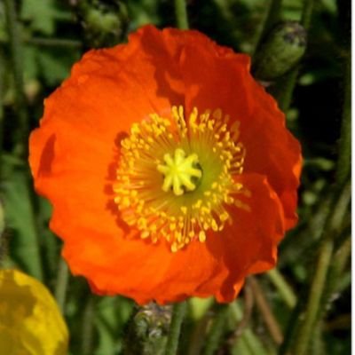 honohonoyuki's profile picture. 無言フォロー失礼いたします。
免疫疾患/不安障害/pcos/
心室性・上室性期外収縮/心房頻脈/良性発作性頭位めまい症？前庭神経炎？/更年期地獄
