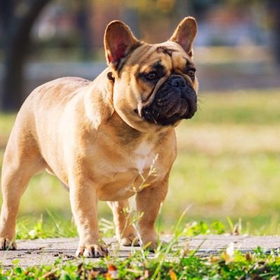 Welcome to french bulldog lover we share daily #frenchbulldog contents follow us if you really love @bulldog_club_