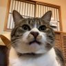 fst_shiva's profile picture. 歯/附設60th/鹿児島→大阪→高円寺/Netflix民/CanonEOSkissM 猫を飼ってるいぬ 40548F