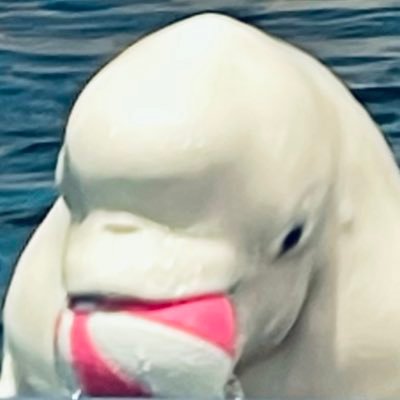 こんぺいたさんのプロフィール画像