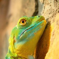 Seeing The Lizards (@seethelizards) 's Twitter Profile