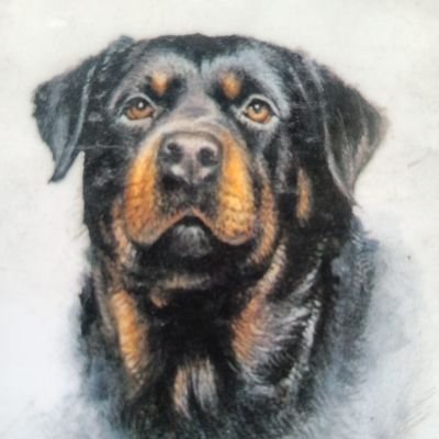 puppyspacio's profile picture. Centro Canino Cauca 
Nucleo Zoologico Autorizado Para la Cria y Venta 
ES 400840000005