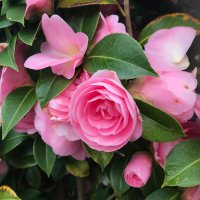 Disabled Gardener (@contorsien1527) 's Twitter Profile