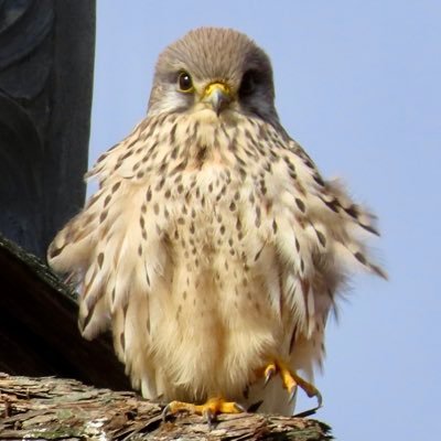 2022.5.17からバードウォッチングの記録用に始めました🦅鳥たちとの出会いを大切に、そして思い出として残していきます…