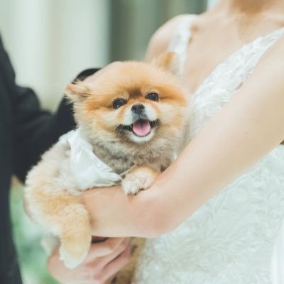 きなこさんのプロフィール画像