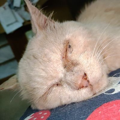 MAYUSHO4's profile picture. デビューから嵐🌸櫻井翔くんに夢中😺アニメ好き！猫好き！仕事にやりがいはなく毎日頭痛と格闘中…ノンストレスでありたい‼️