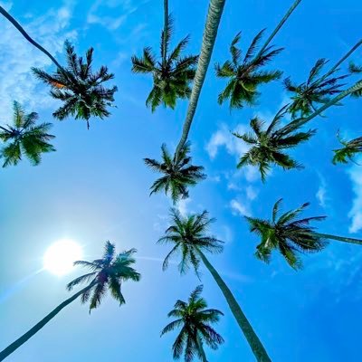 FikMus1's profile picture. 