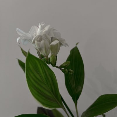 sumii_moe's profile picture. すみい￤1LDK二人暮らし