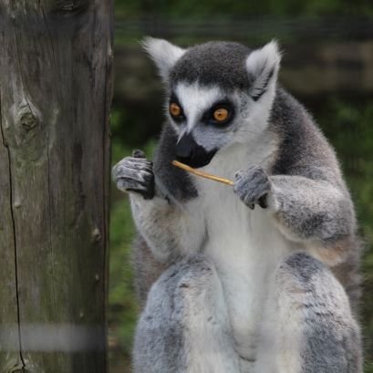 3yearsvet's profile picture. 都内の小動物獣医師
東関東あたりで開業予定
情報収集させてください
無言フォロー失礼します