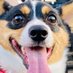 Roux the corgi (@Roux_the_corgi) Twitter profile photo