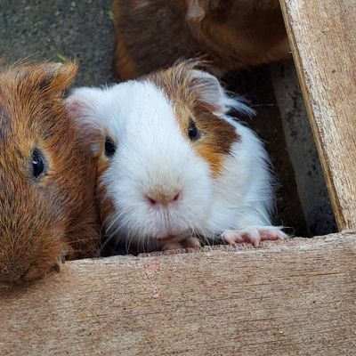 eutectic_lium's profile picture. おモンハンの民。
MHR:SB(ヘビィ•弓•ランス•ガンス)、MHWilds(ヘビィ•ランス)、スプラ3(リッター4k)