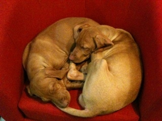 Avondale_Brian's profile picture. We are a small retail nursery, based in the Midlands specialising in rare & unusual herbaceous perennials, ornamental grasses, ferns and bamboos.