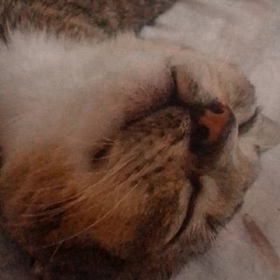 Blubookz's profile picture. backup acc